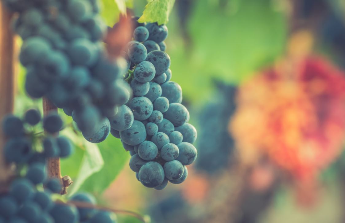 Zinfandel