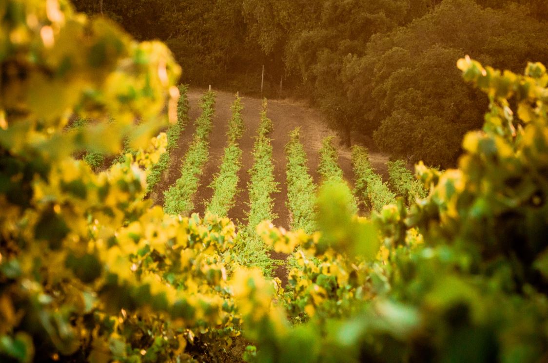 Zinfandel