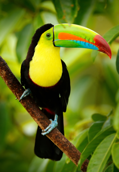 Drip Coffee Maker with a Toucan from Costa Rica, 'Toucan Make Coffee