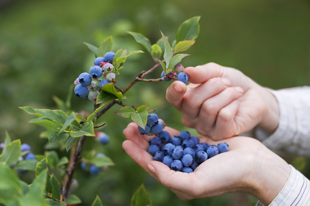 Blueberry Cobbler Flavored Coffee THUMBNAIL