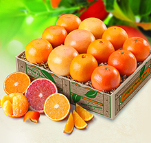 Fruit Chorus THUMBNAIL