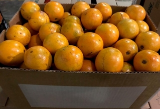 Juice Oranges -  Valencias LARGE