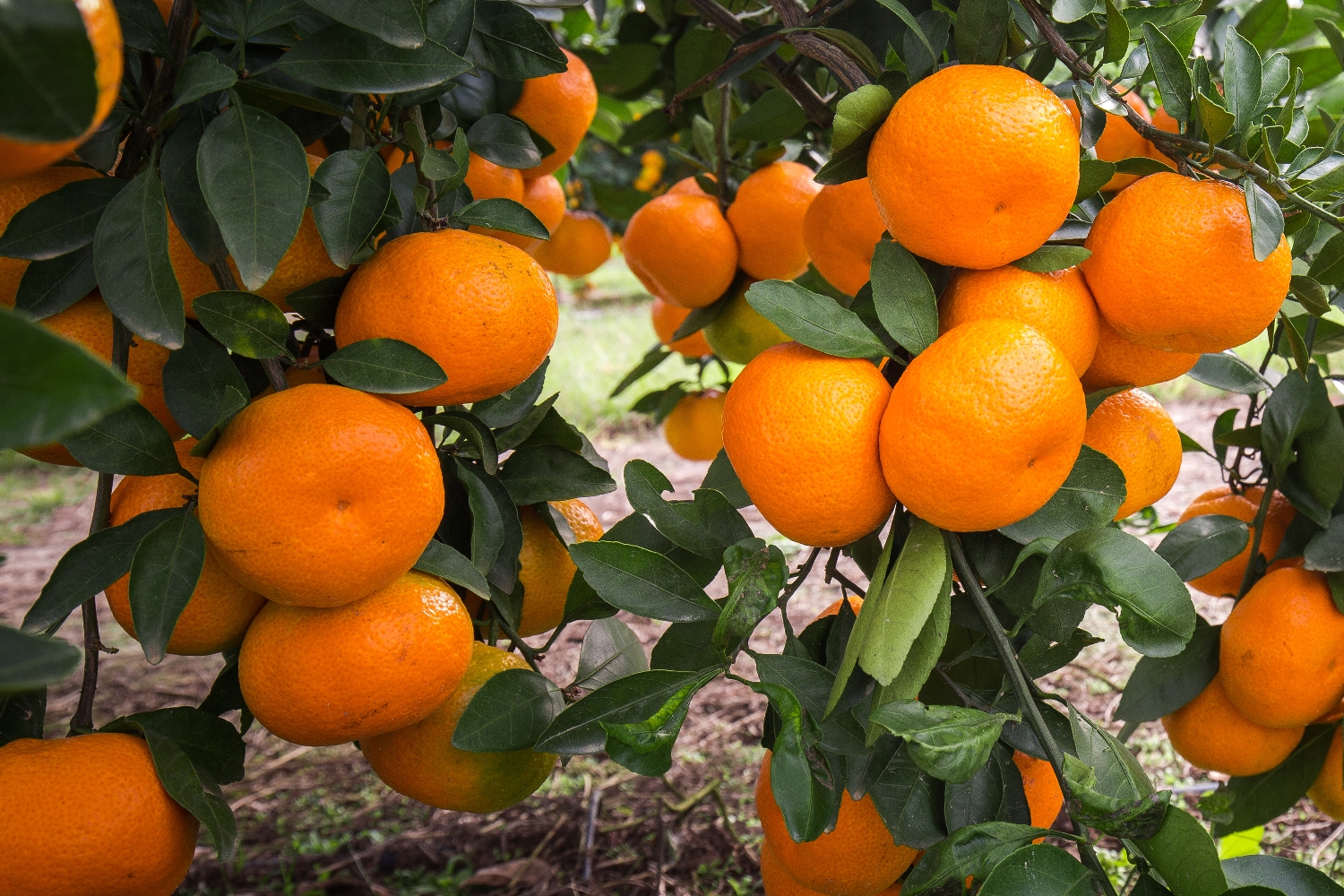 SATSUMA