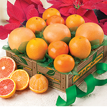 SUN-KISSED SAMPLER THUMBNAIL