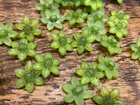 Green Flower Plastic Buttons THUMBNAIL