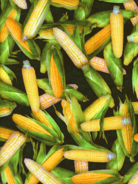QT Fabrics "Fresh" # 1649-28454-GS – Corn THUMBNAIL