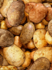 QT Fabrics "Fresh" # 1649-28457-AK – Potatoes THUMBNAIL