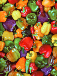 QT Fabrics "Fresh" # 1649-28473-X – Bell Peppers THUMBNAIL