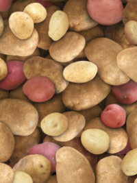 Elizabeth's Studio "Food Festival" # 387-MULTI – Potatoes THUMBNAIL