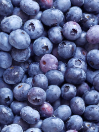 Elizabeth's Studio "Food Festival" # 509-BLUE – Blueberries THUMBNAIL