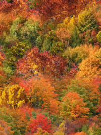 Timeless Treasures "Nature" # C7815-Multi – Fall Trees THUMBNAIL