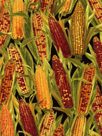 Timeless Treasures "Harvest" # 3216 - Corn THUMBNAIL