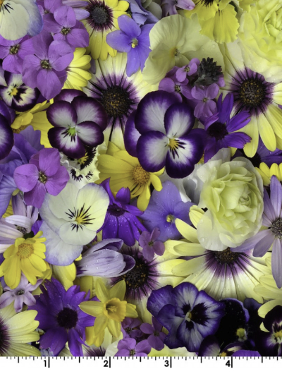 Maywood Studio "Hand Picked – First Light" # MASD10151-SV-YELLOW/PURPLE – Painted Daisies MAIN