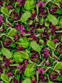 Windham "A La Carte" # 51904D-X – Mixed Leafy Green Vegetables THUMBNAIL