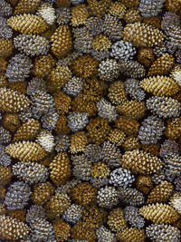RJR Fabrics "Autumn Romance" #2303-2 - Pine Cones THUMBNAIL