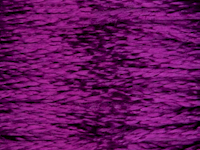 DMC Mouline Satin - S550 Passionflower THUMBNAIL