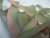 Hanah Hand-dyed Silk Ribbon, 7/16" — Monet THUMBNAIL