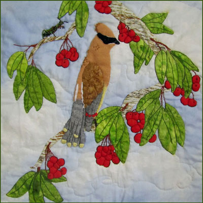 Waxwing Bandit and His Pray Pattern LARGE