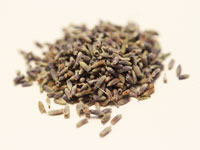 Lavender  — Priced per Ounce THUMBNAIL