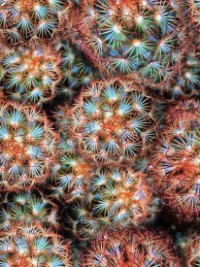 Hoffman "Desert" # R4675-193 Dandelion THUMBNAIL