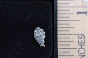 SILVER OAK LEAF CLUSTER THUMBNAIL