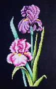 Bobbie G Designs - Iris On Black THUMBNAIL