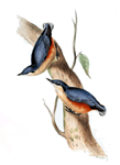 Cross Stitch Collectibles - Common Nuthatch THUMBNAIL