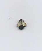 Jabco Button - 1151.S Small Fly MAIN