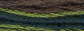 Valdani Hand Overdyed Thread Backyard Greenfield MAIN