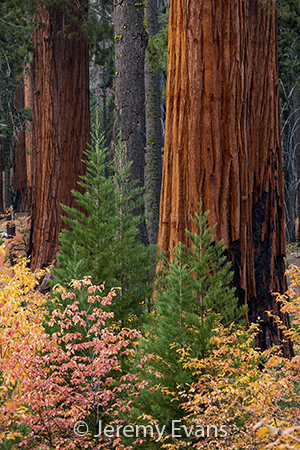 2021 Sierra Club Engagement Calendar