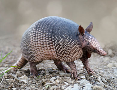 Armadillo