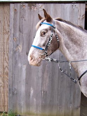 BRIDLE:  Beta Halterbridle with Colored Overlay- Side Snap Bit Style THUMBNAIL