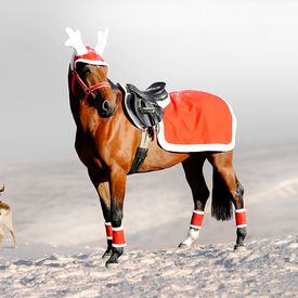 Holiday Riding Rug MAIN