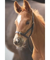 BLENHEIM LEATHER FOAL SLIP MAIN