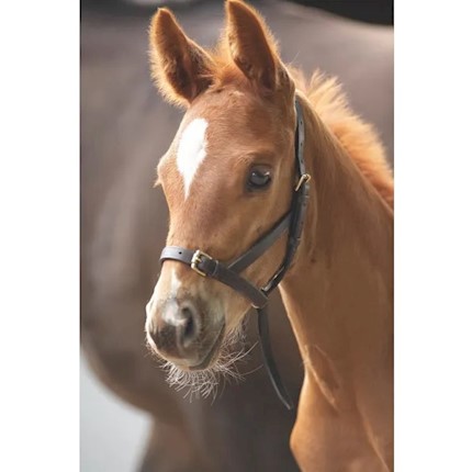 BLENHEIM LEATHER FOAL SLIP THUMBNAIL