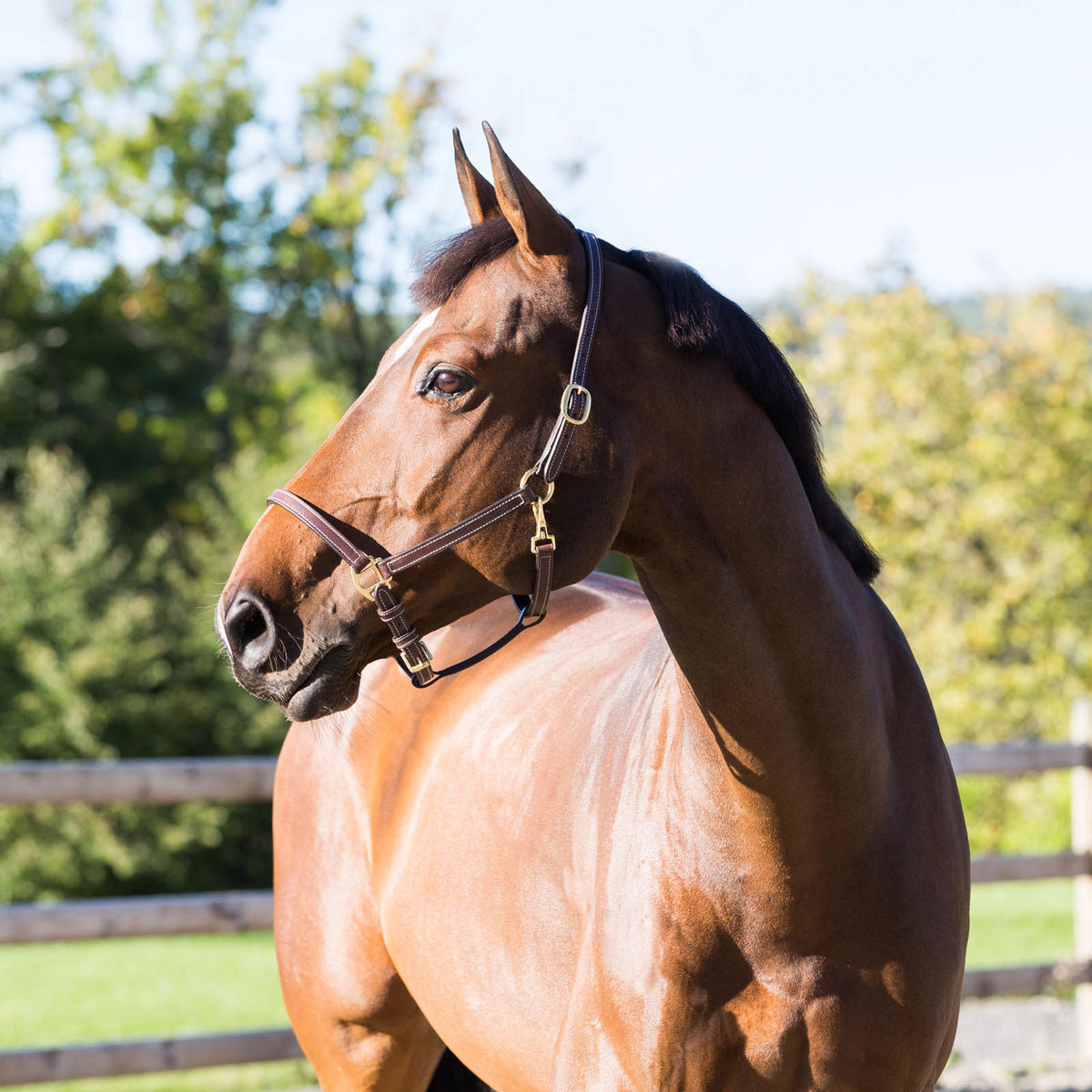 HorZe Fremont Leather Halter THUMBNAIL