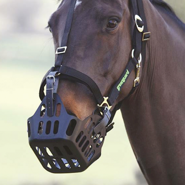 Green Guard Grazing Muzzle LARGE