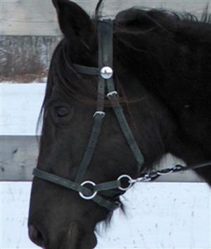 Nurtural Bitless Synthetic Bridle by Circle-X LARGE