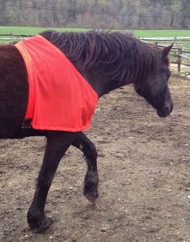 Safe Turn Out Vest for Horses MAIN