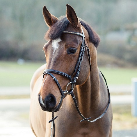 HorZe Weston Bridle Set MAIN