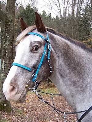 BRIDLE:  Beta Halterbridle with Colored Overlay and Snap Brow THUMBNAIL