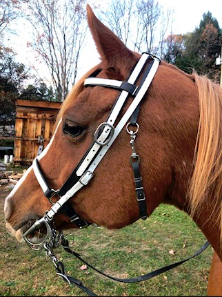 BRIDLE: Beta Halterbridle with Colored Overlay and Over The Poll Bit Hanger THUMBNAIL