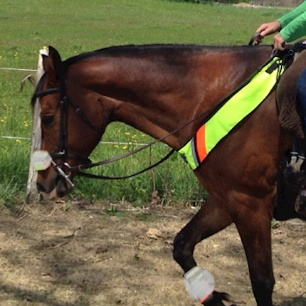 Safe Riders Chest/Breast Plate THUMBNAIL