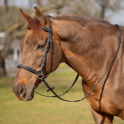 Equinavia Saga Bitless Bridle THUMBNAIL