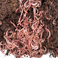 Composting Worms THUMBNAIL