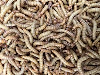 Large Mealworms MAIN