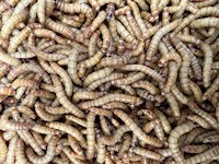 Giant Mealworms MAIN