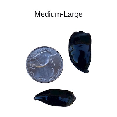 Medium (mix) Leeches LARGE