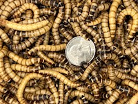 Super Mealworm MAIN