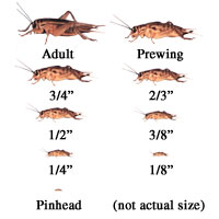 Live Crickets For Sale